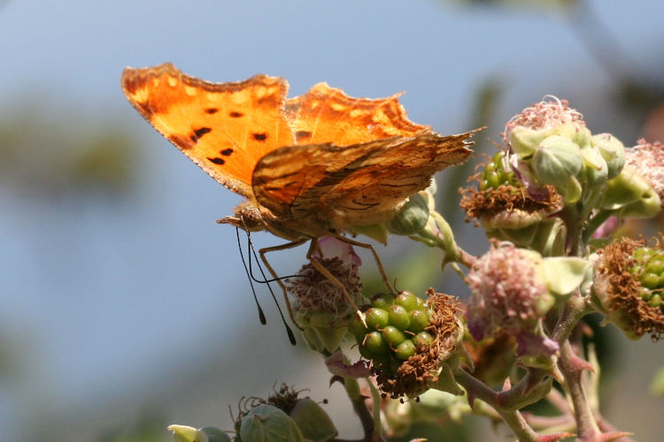 Polygonia egea: Bild 6