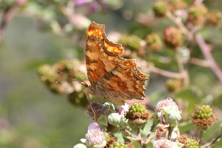 Polygonia egea: Bild 19