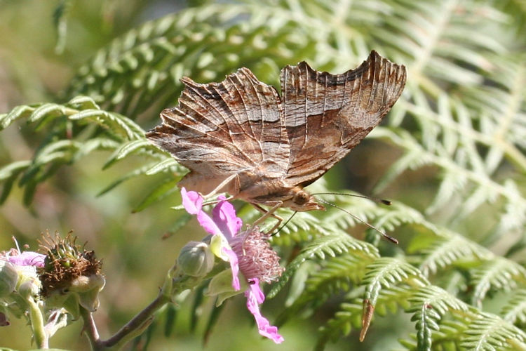 Polygonia egea: Bild 22