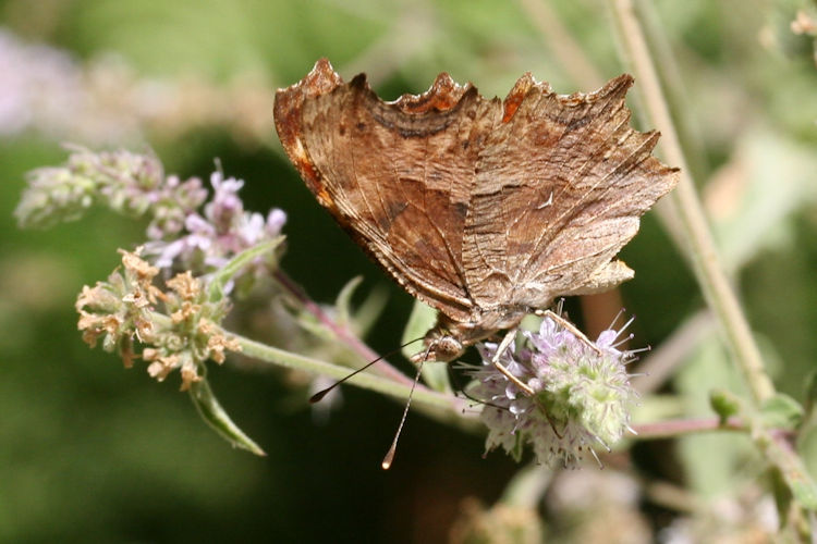 Polygonia egea: Bild 23