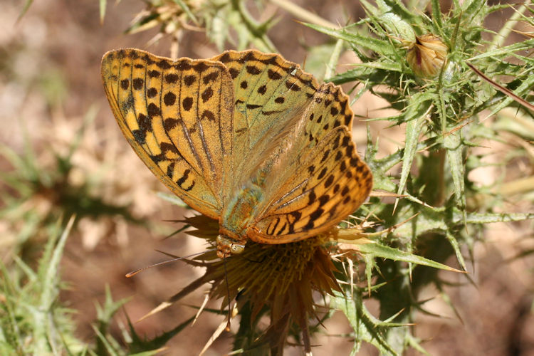 Argynnis pandora: Bild 12