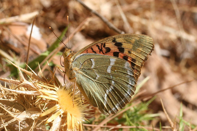 Argynnis pandora: Bild 34