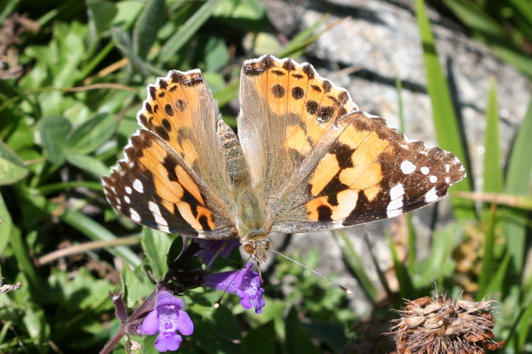 Vanessa cardui: Bild 14