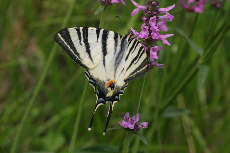 Iphiclides podalirius: Bild 19