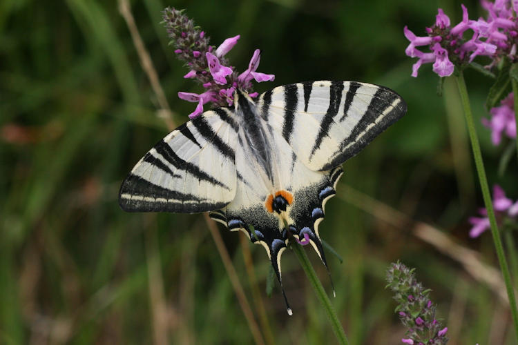 Iphiclides podalirius: Bild 20