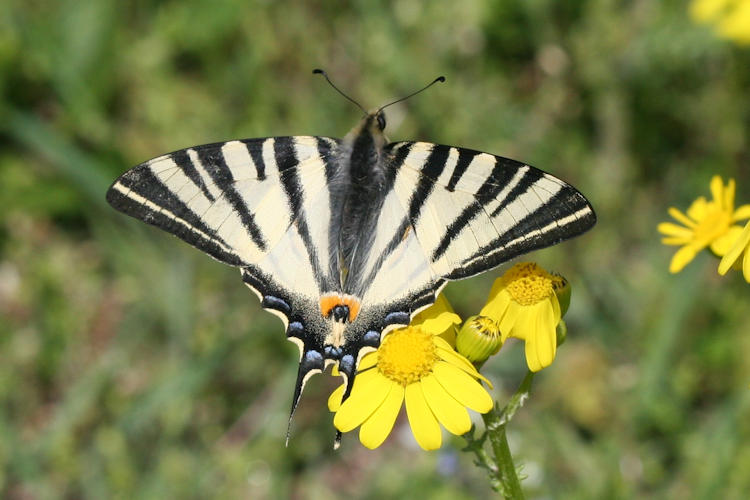 Iphiclides podalirius: Bild 21