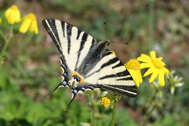 Iphiclides podalirius: Bild 23