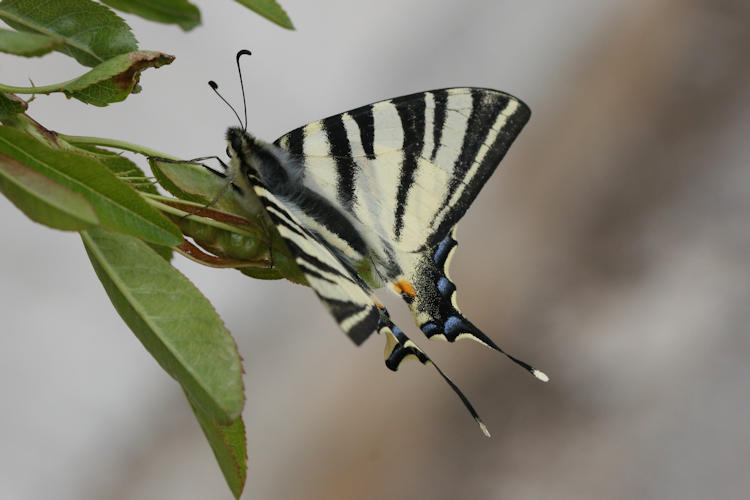 Iphiclides podalirius: Bild 27