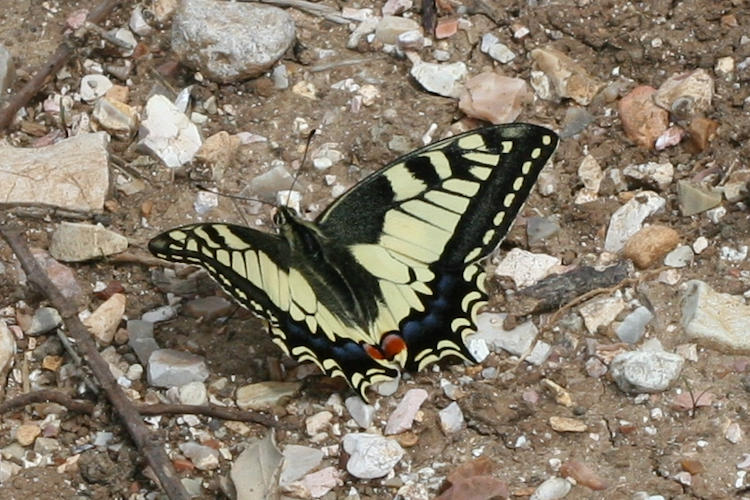 Papilio machaon sphyrus: Bild 2
