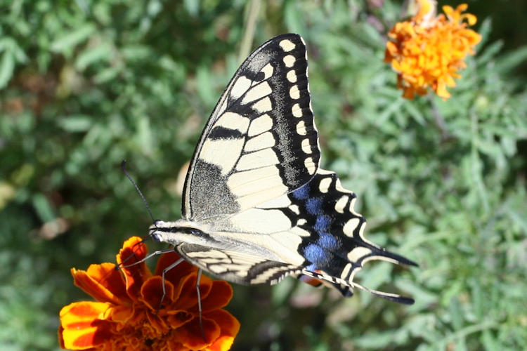 Papilio machaon syriacus: Bild 7