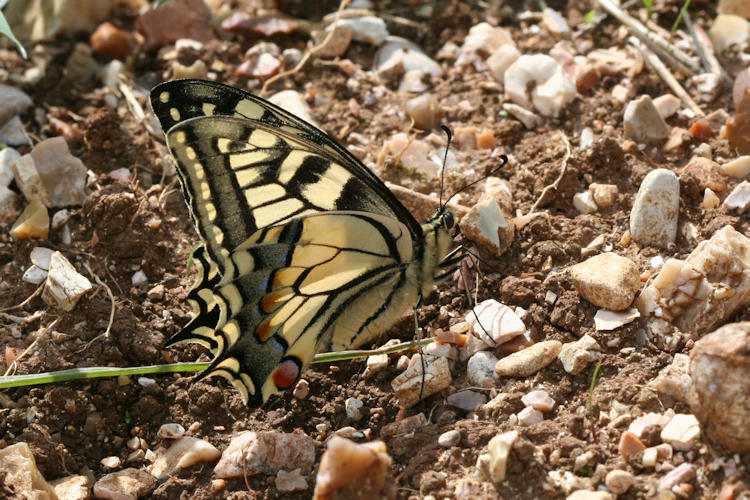 Papilio machaon sphyrus: Bild 6