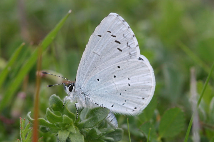 Celastrina argiolus: Bild 19