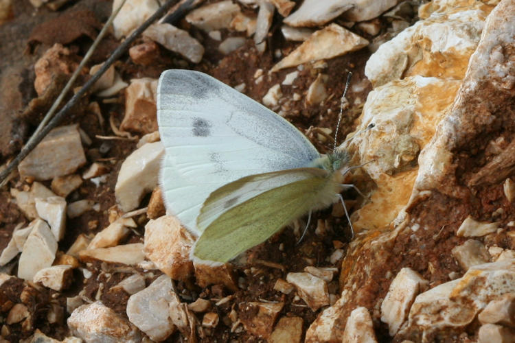 Pieris ergane: Bild 12