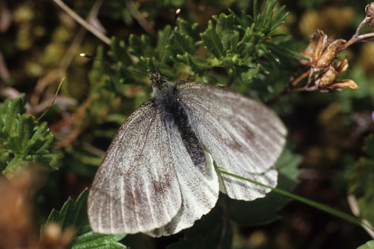 Pieris turcica: Bild 1