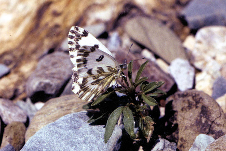 Pontia chloridice: Bild 13