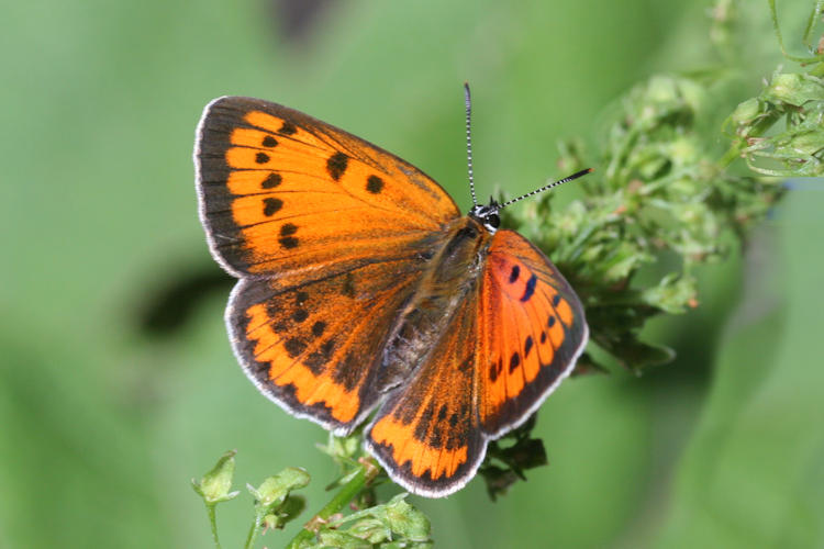 Lycaena dispar rutilus: Bild 1