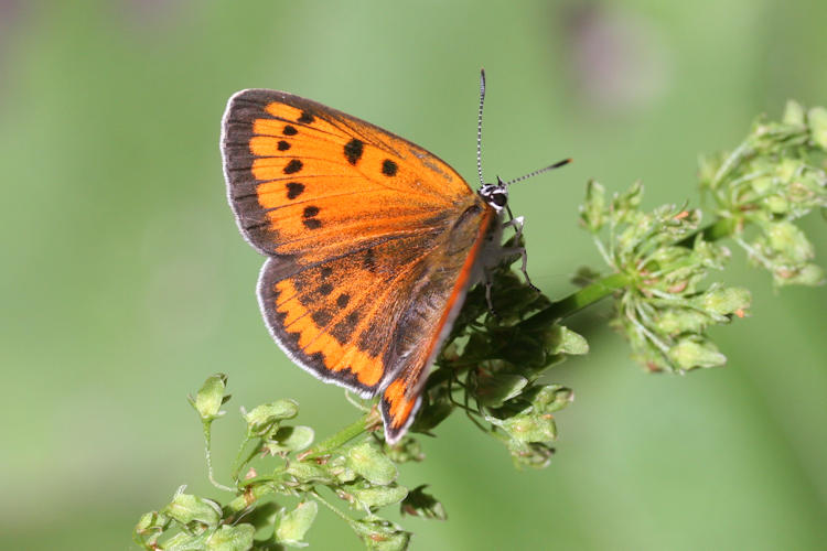 Lycaena dispar rutilus: Bild 2