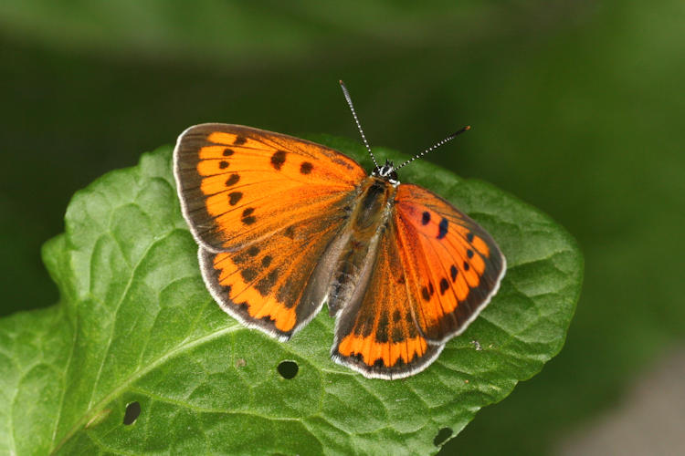 Lycaena dispar rutilus: Bild 4