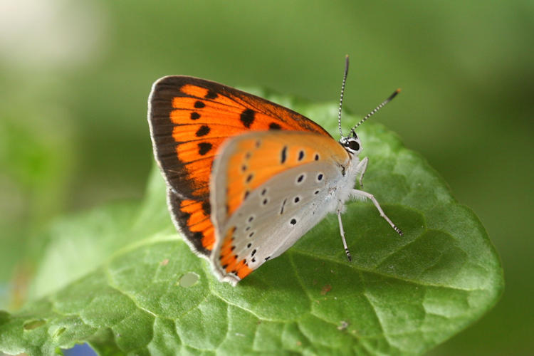 Lycaena dispar rutilus: Bild 6