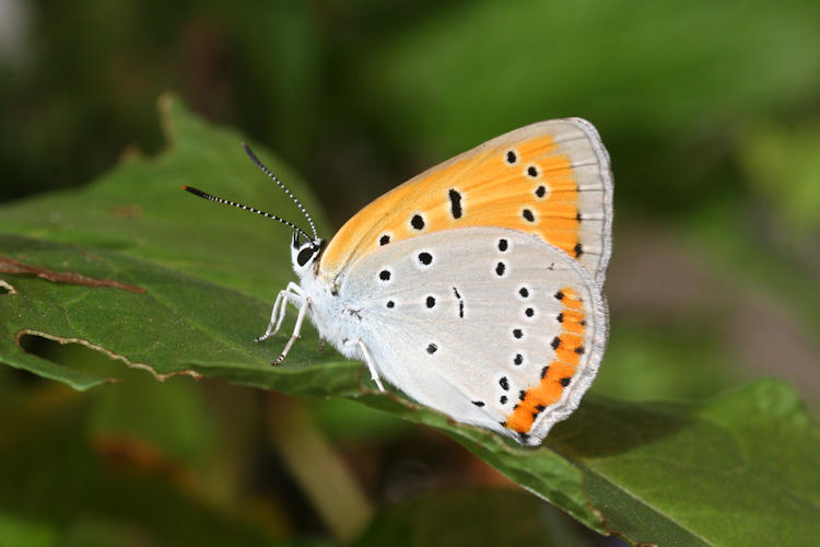 Lycaena dispar rutilus: Bild 7