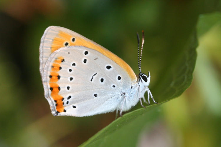 Lycaena dispar rutilus: Bild 8