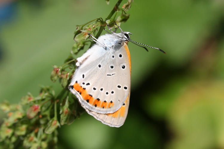 Lycaena dispar rutilus: Bild 9