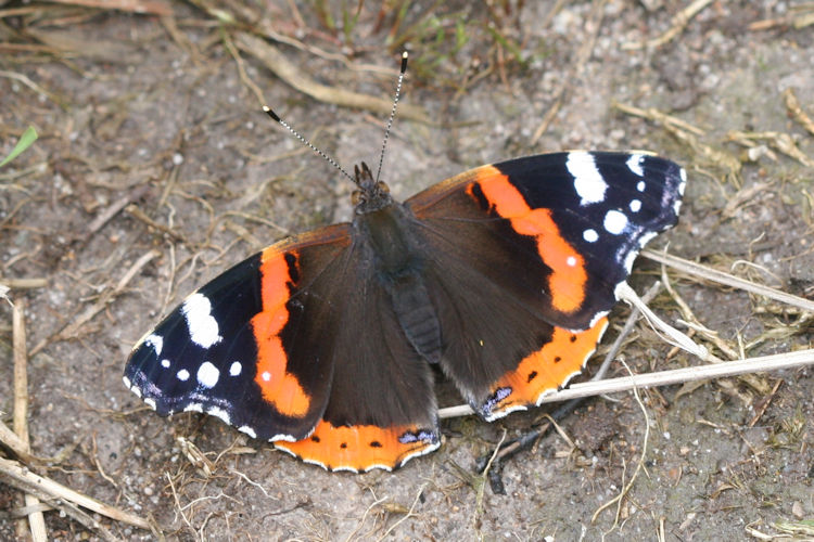 Vanessa atalanta: Bild 10