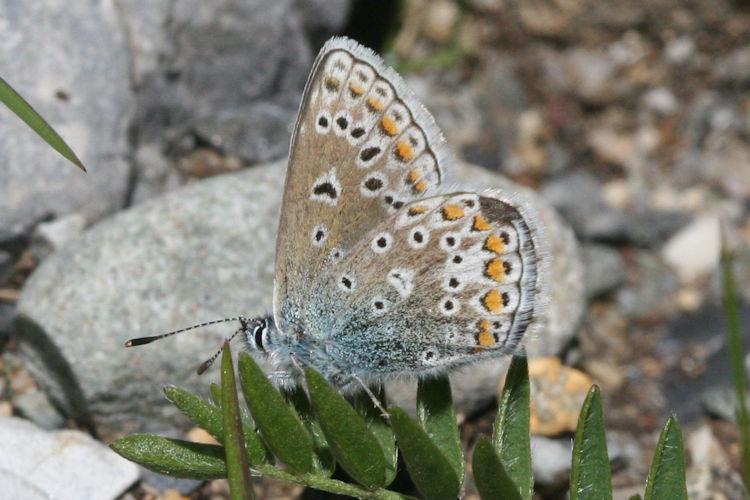 Polyommatus eros: Bild 17