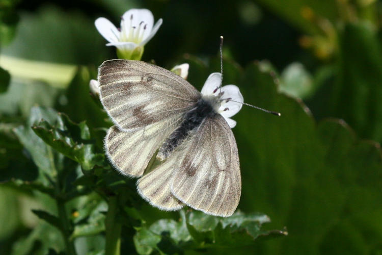 Pieris bryoniae: Bild 4