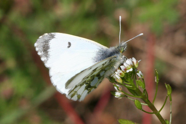 Anthocharis cardamines hellas: Bild 3