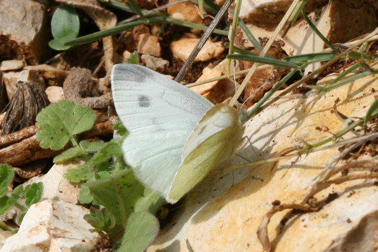 Pieris ergane: Bild 13