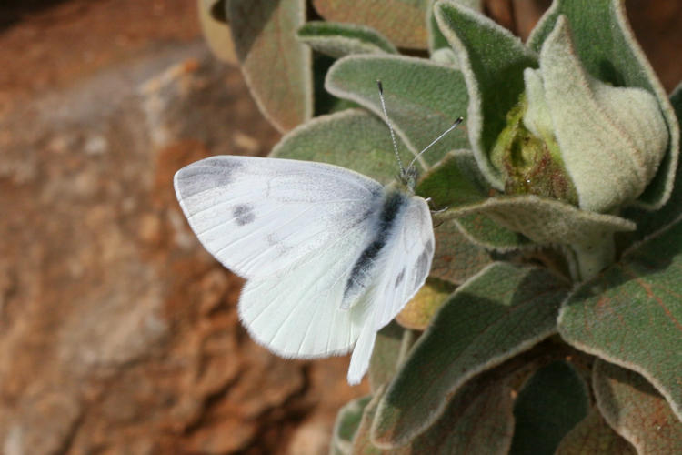 Pieris ergane: Bild 15