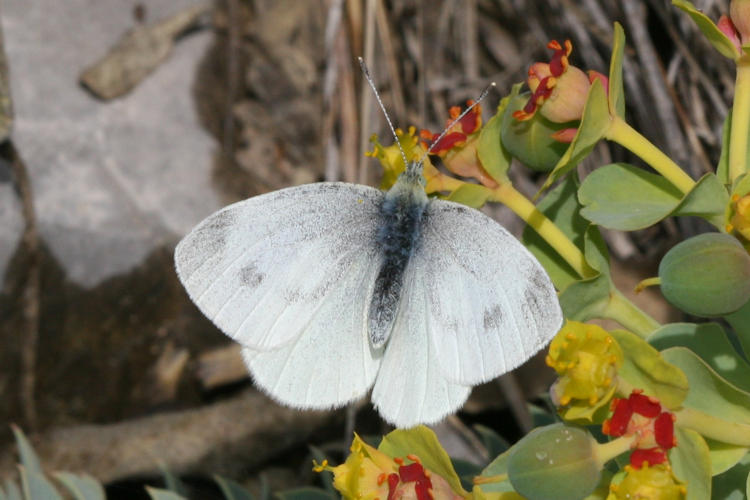 Pieris ergane: Bild 16