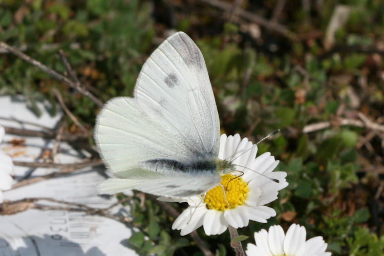 Pieris ergane: Bild 19