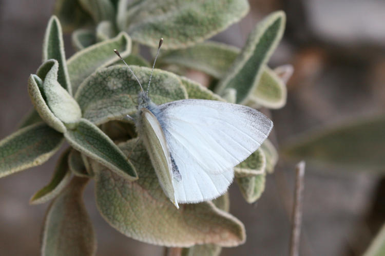 Pieris ergane: Bild 6