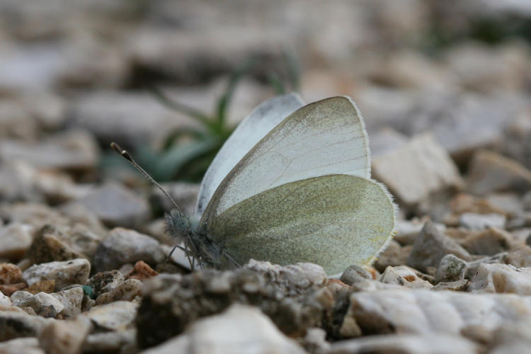 Pieris ergane: Bild 30