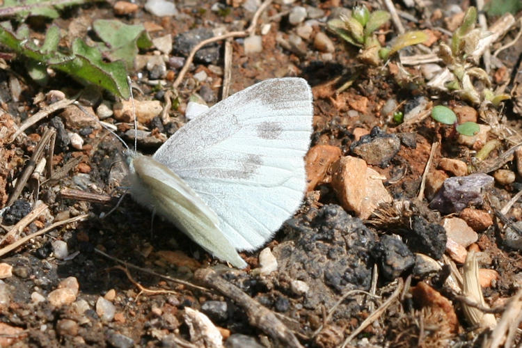 Pieris ergane: Bild 21