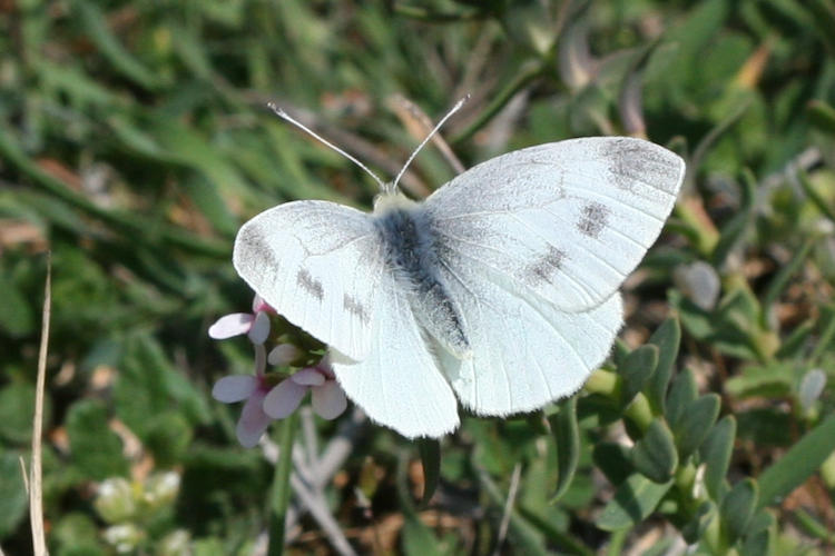 Pieris ergane: Bild 23