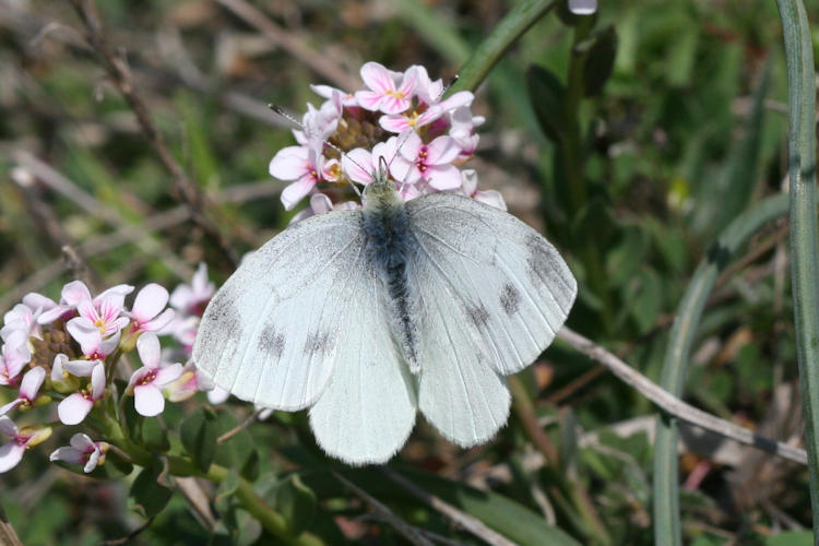 Pieris ergane: Bild 25