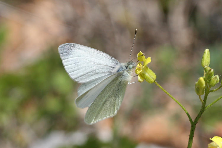 Pieris ergane: Bild 8