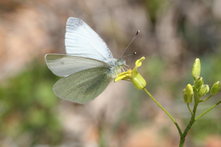 Pieris ergane: Bild 32