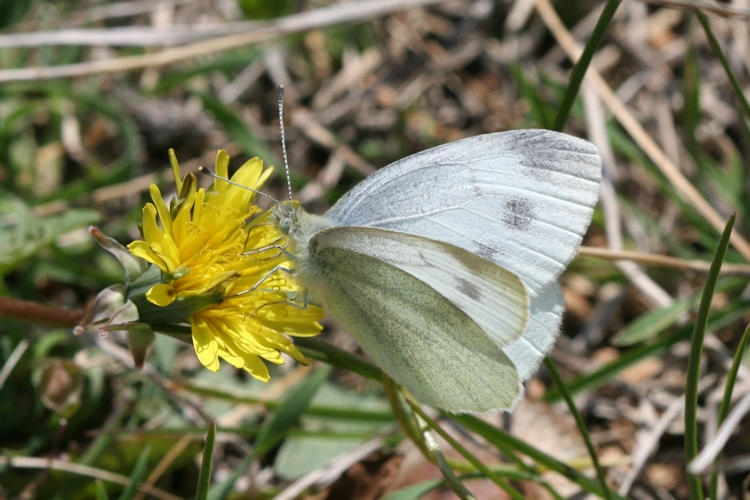 Pieris ergane: Bild 40