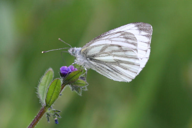 Pieris balcana: Bild 24