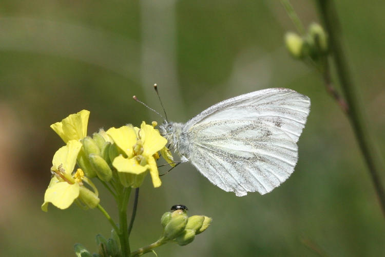 Pieris balcana: Bild 34