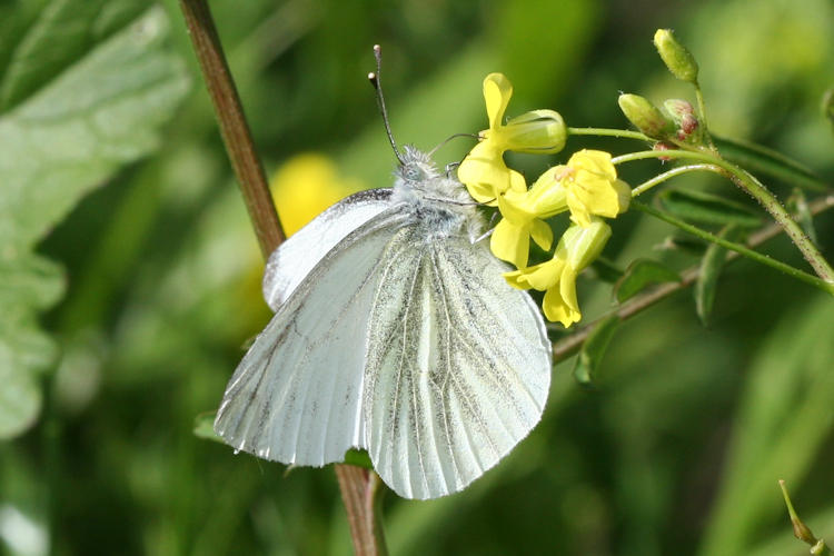 Pieris balcana: Bild 26