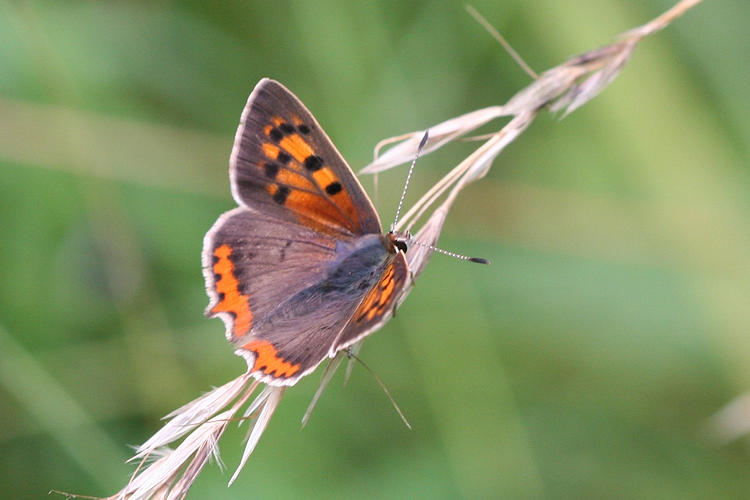 Lycaena phlaeas: Bild 15