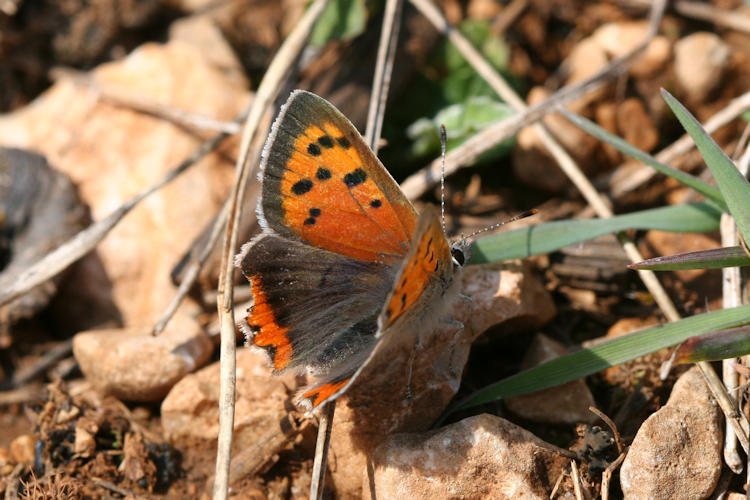 Lycaena phlaeas: Bild 18