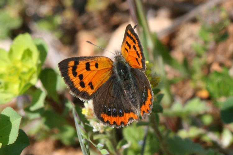 Lycaena phlaeas: Bild 20