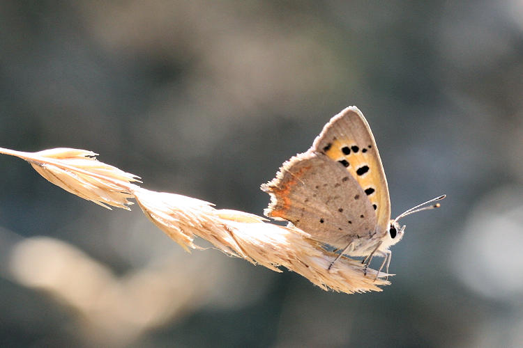 Lycaena phlaeas: Bild 34