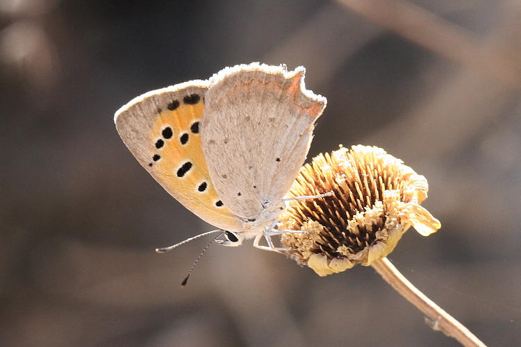 Lycaena phlaeas: Bild 35